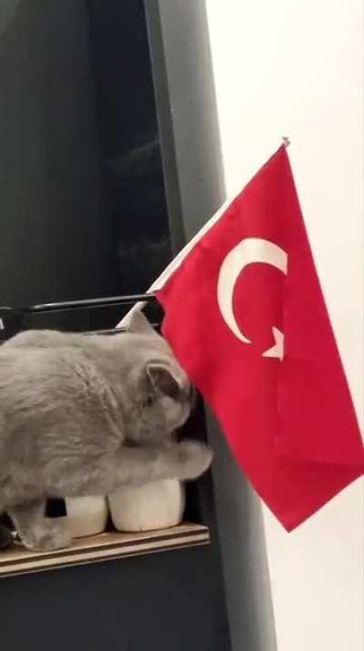 least nationalistic cat in Turkey
