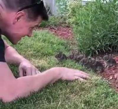 A herd of baby rabbits venture out to inspect a Disney Princess.