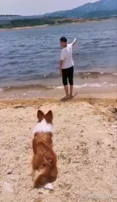 DoG MeRcElEsLy DrOwNs OwNeR