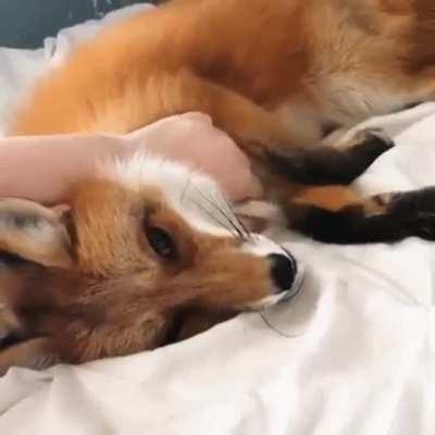 Floof gets scrachies