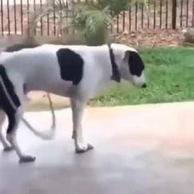 Perra con talento...