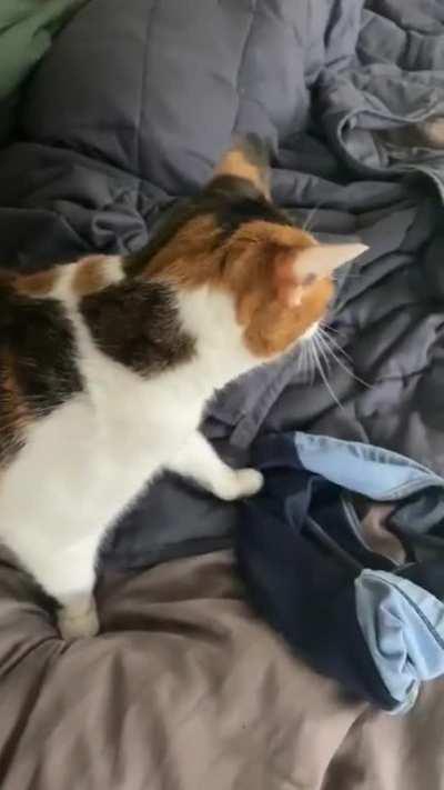 Hooman. HOOMAN! Do the hand thing.