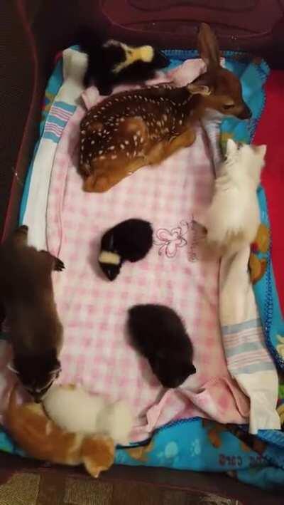 The babies are playing together so the parents can relax