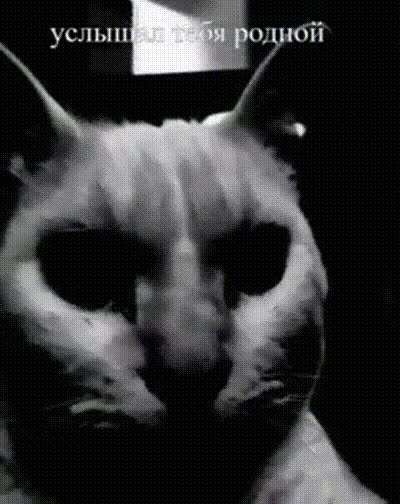 Explain this meme to me