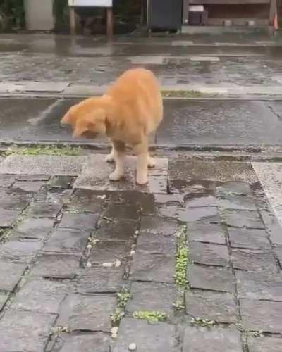 This cat is gonna be a scientist when it grows up