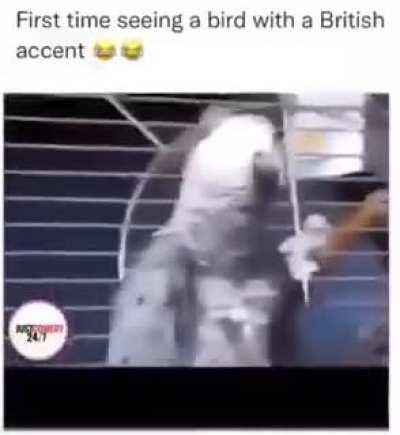 British birb