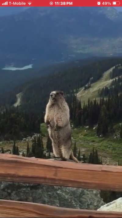 marmot scream
