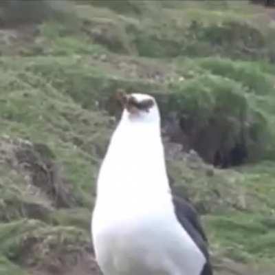 Just a seagull casually eating an entire rabbit...