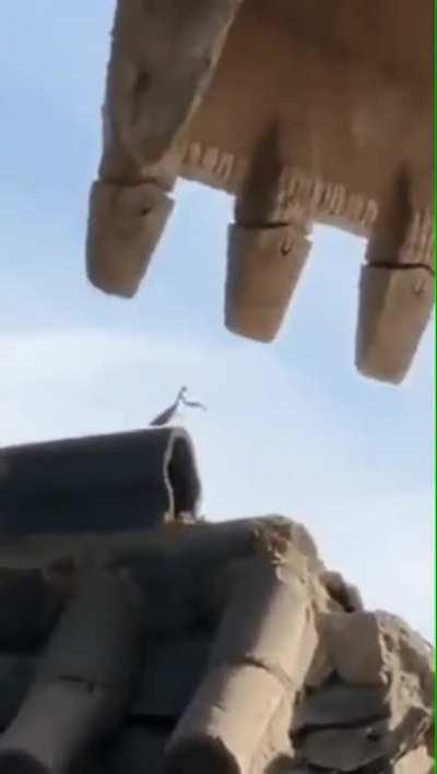 This praying mantis standing its ground