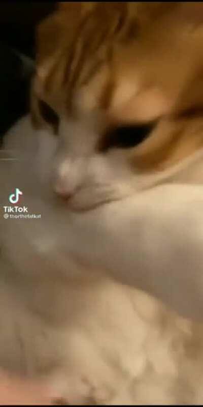 Cat transform into titan