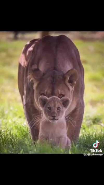 Lions sometimes eat their cubs