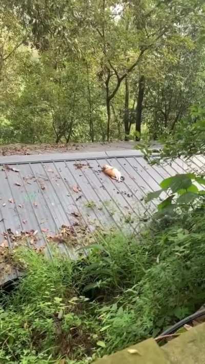 Love is in the air, literally