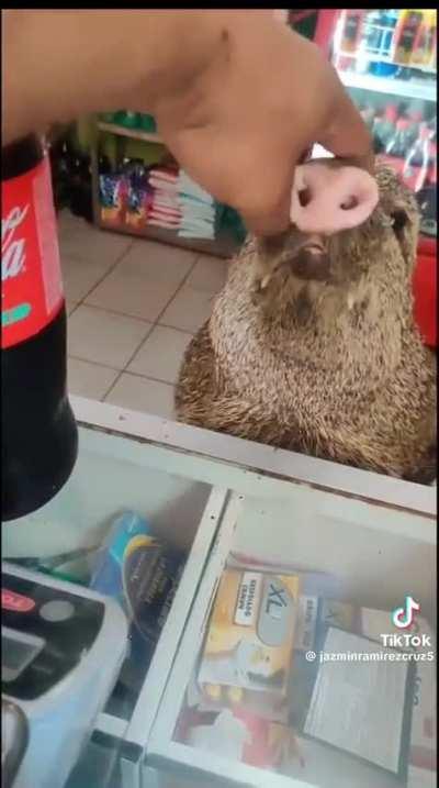 Carbonated beverage wunk