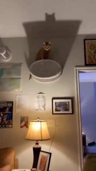 Oh no, time to get a new cat