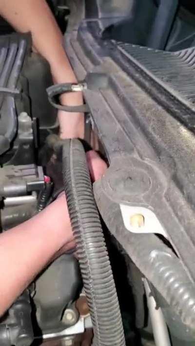 Found a kitten inside the engine of my car... Say hello to Mustang!