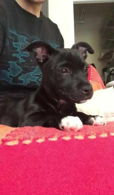 My puppy (named Lana) watching a compilation video of Archer yelling “Lana!”