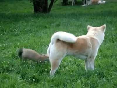 The quick brown fox jumps over the lazy dog.