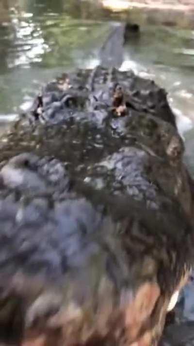 A crocodile having a monologue with the camera