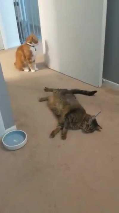 Это реслинг, детка.