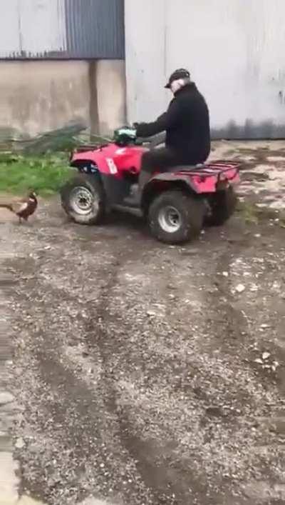 Pheasant finds a new best friend
