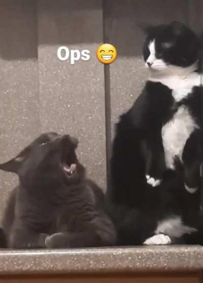 Nice save there buddy