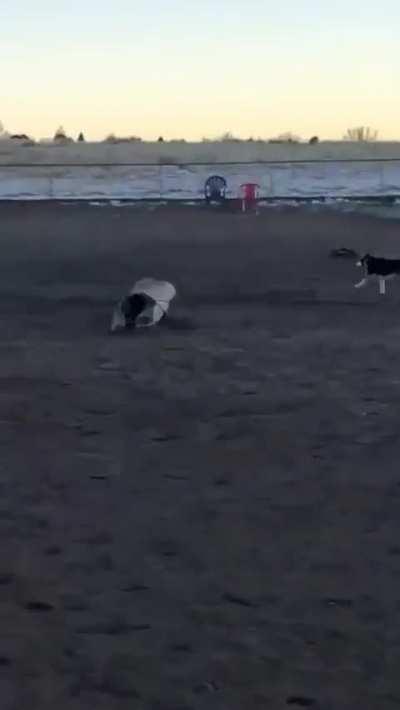 Someone brought a RC to a dog park