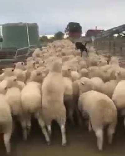 Don't Worry I Will Pass You Over