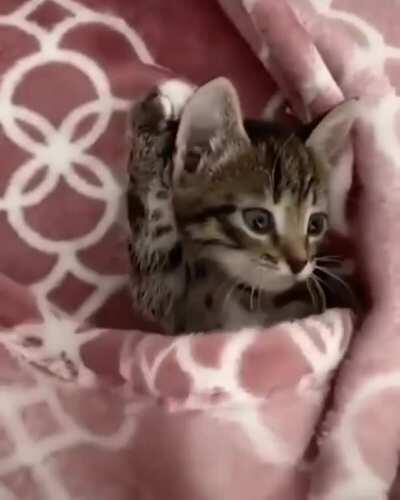 Where's my breakfast