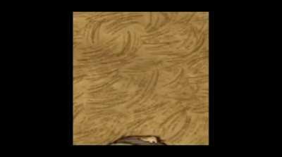 someone tell me im not the only one who can hear glommer say 