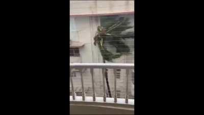 These winds in India seem familiar...