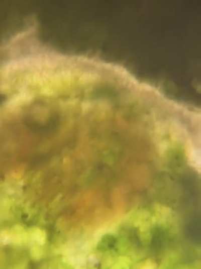 Found this in my dogs fur…thought at first it was a burr until it all squished in my finger tips 🤢