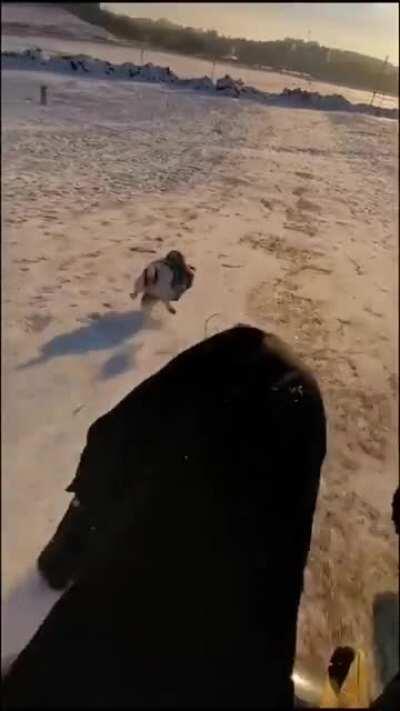 He may be very smol, but he's also very fast