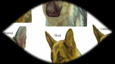 Le expression sheet has arrived