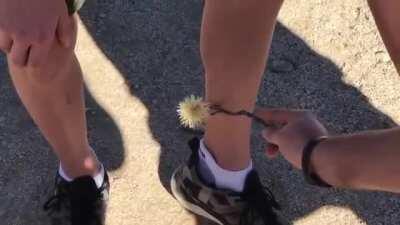 Guy Flicks Cactus Stem From One Leg to Another