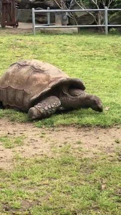 Big beautiful torts at the Philly zoo!
