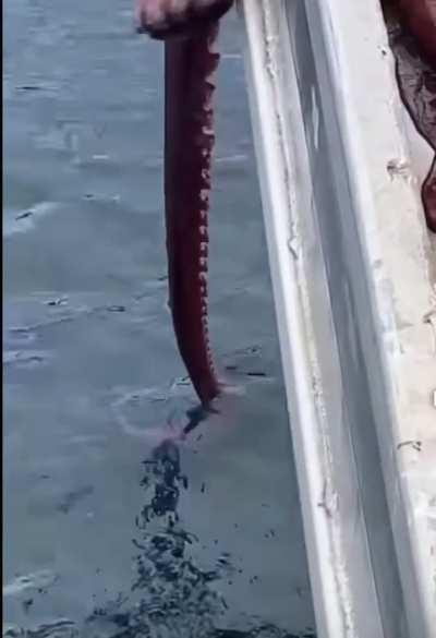 What a cool animal, can fit through the smallest spaces 