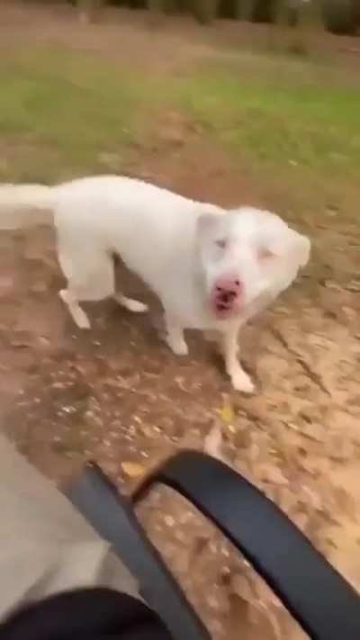 The blind doggo suddenly catches the scent of her owner.