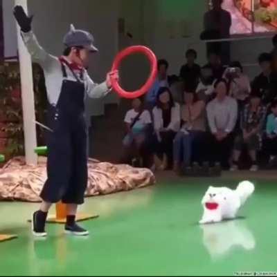 A very talented pillow!