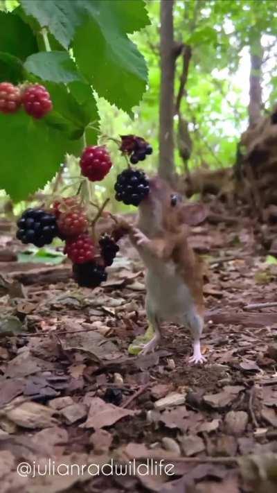 🔥 It's harvest time for the Wood Mouse