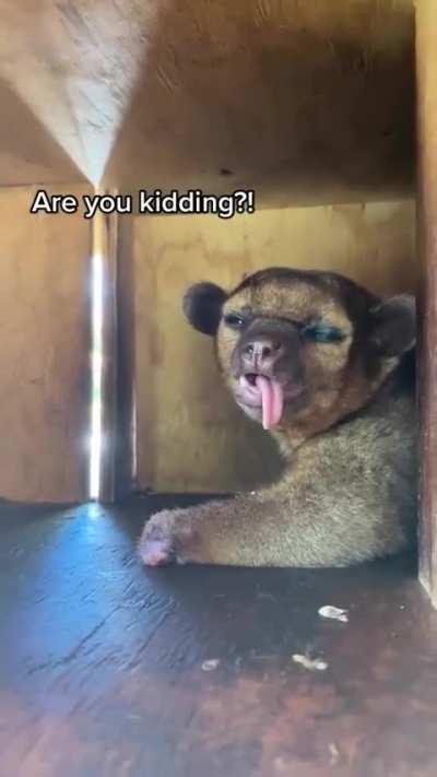 Good Morning with lots of cuteness