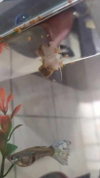 My snail walked upside down ON the water