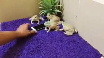 Сторожевые жабы, это что то новенькое.