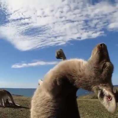 🔥 Kangaroo enjoying a good scratch and a nice sunny day 🔥
