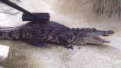 Crocs Needs Brushy Brushy Too