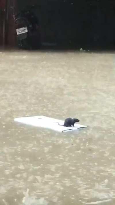 救救鼠鼠😭😭