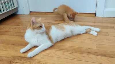 Tiny orange tail assault