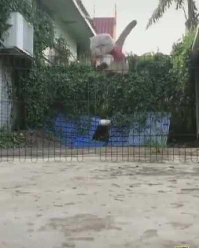 To jump over a fence