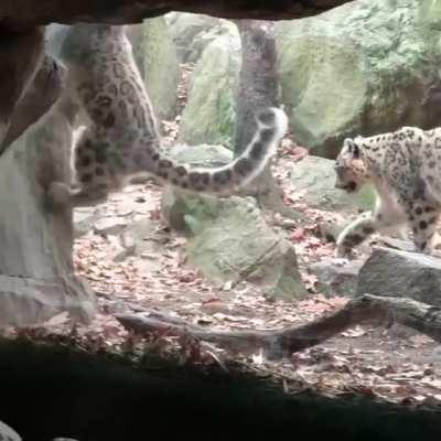 Snow leopards are such derps ♡♡♡