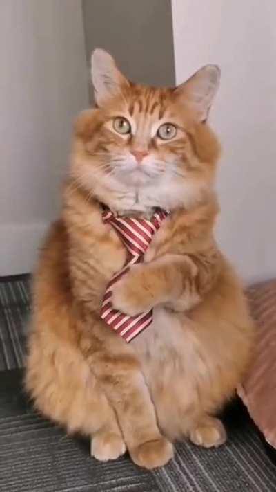 handsome CEO ready for the meeting