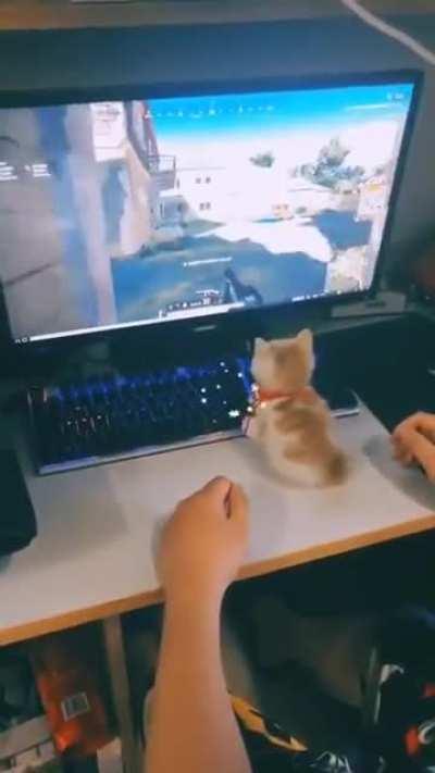 Tripple kill with that paw <3